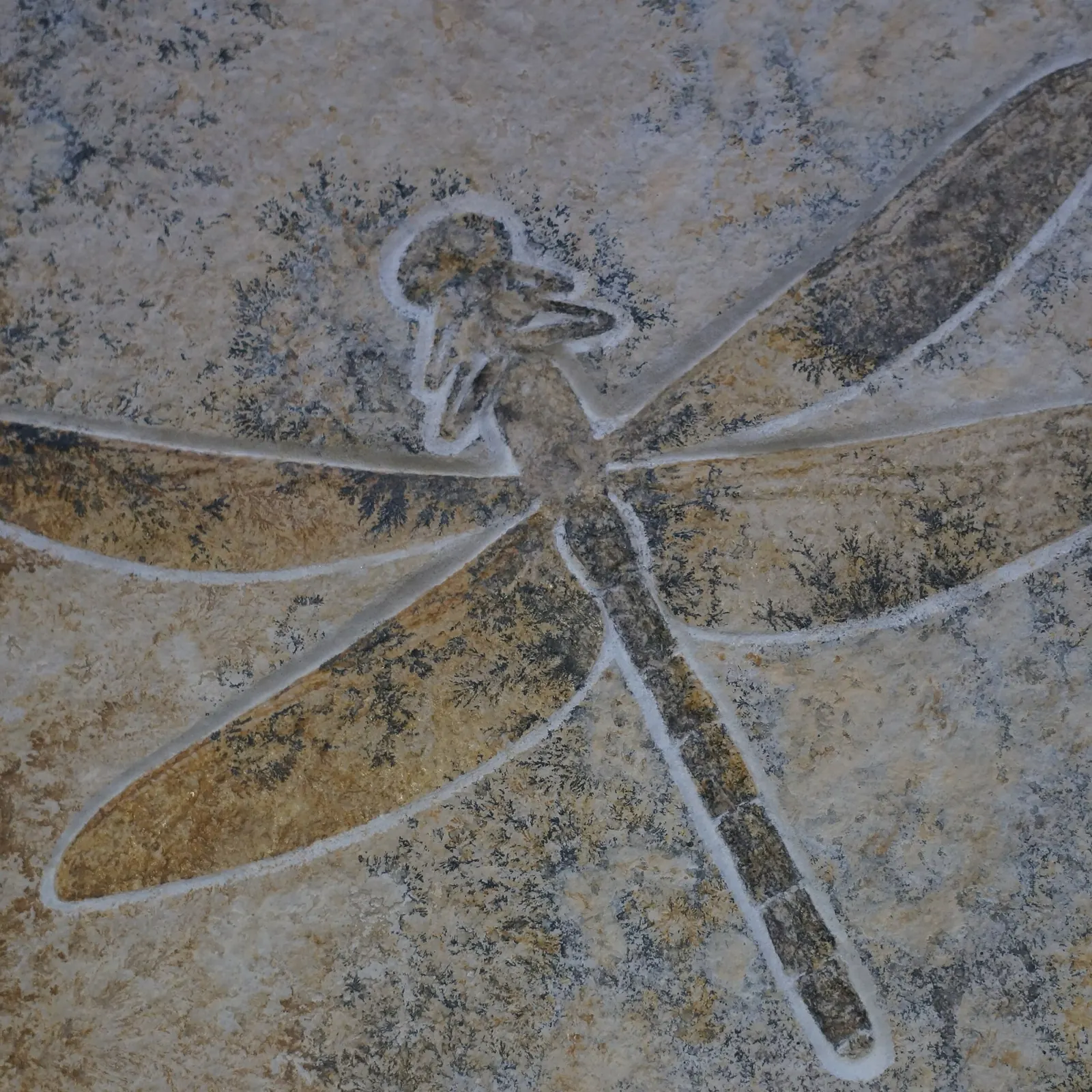 Fossile Libelle auf Solnhofener Kalkplatte