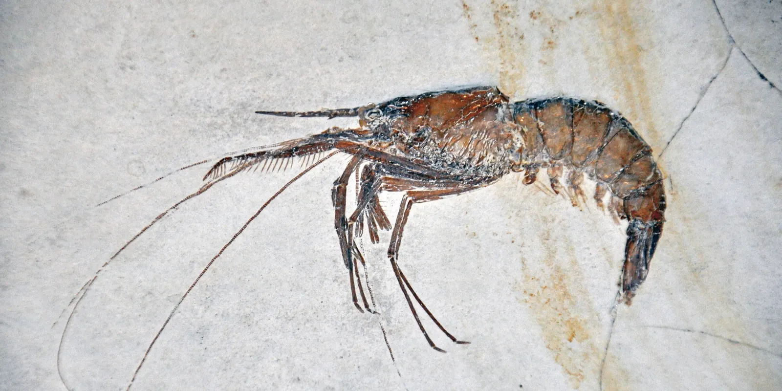 Fossile Garnele Aeger tipularius mit langen Fühlern auf Solnhofener Plattenkalk