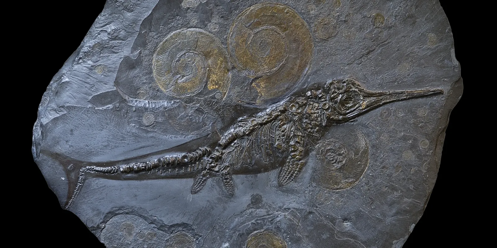 Platte aus Posidonienschiefer mit Ichthyosaurier und mehreren Harpoceras-Ammoniten