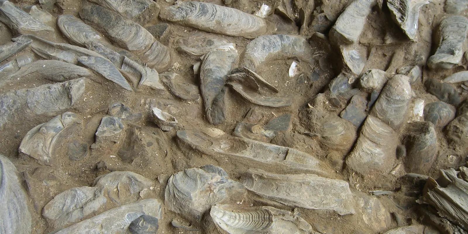 Dicht gepackte Riesenaustern im fossilen Austernriff der Fossilienwelt Weinviertel